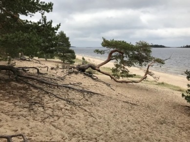 Из Петербурга — в места силы Карелии и на остров Койонсаари (в группе)