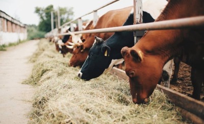 33 коровы: один день на счастливой ферме