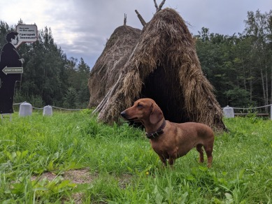 Едем с таксой по ленинским местам Петербурга
