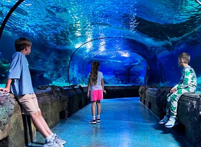 Посещение океанариума с тоннельным аквариумом