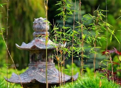 Прогулка и экскурсия в уникальном хвойном саду Татьяны Воловик в китайском стиле