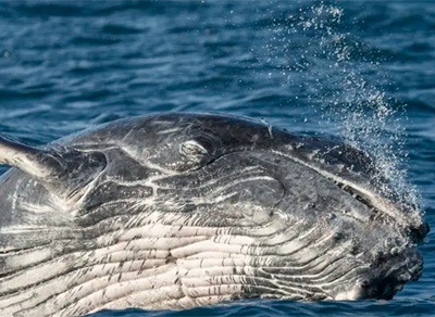 Тур «Весь Эквадор и наблюдение за горбатыми китами»