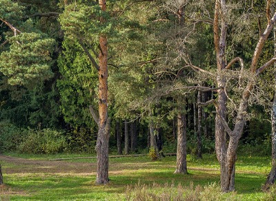 Ромашковский лес